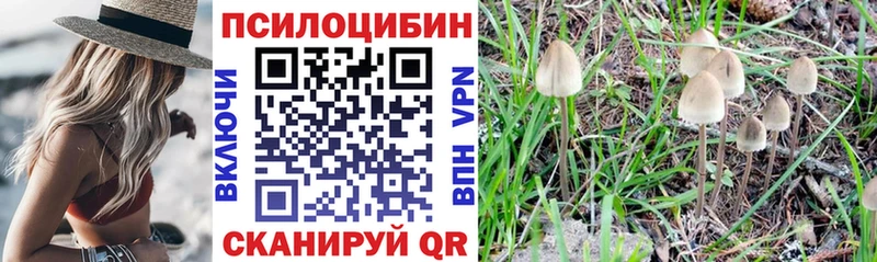 наркошоп Суворов Галлюциногенные грибы Psilocybe